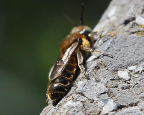 Réf. 220 580 : Hoplitis adunca